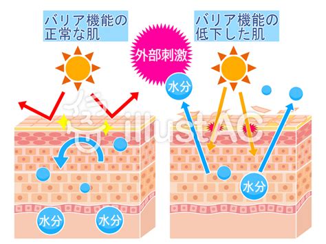 健康的皮膚|健康な肌の条件とは？肌トラブルの種類や美肌になるためのケア。